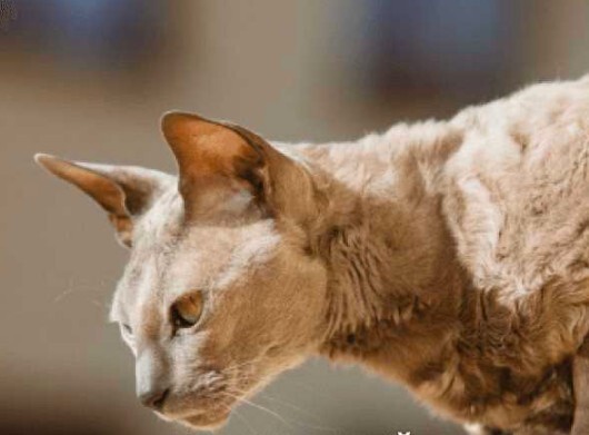 Кошки священные существа