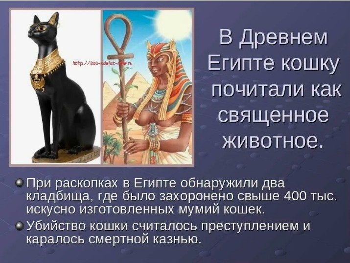 Кошки священные существа