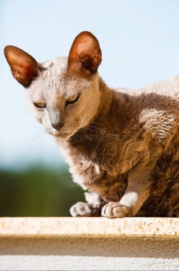 Кошки священные существа