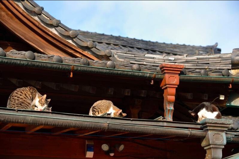 Кошки священные существа
