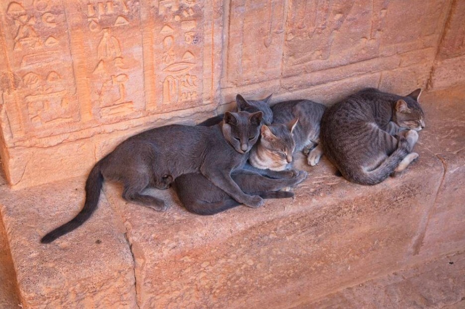 Кошки священные существа