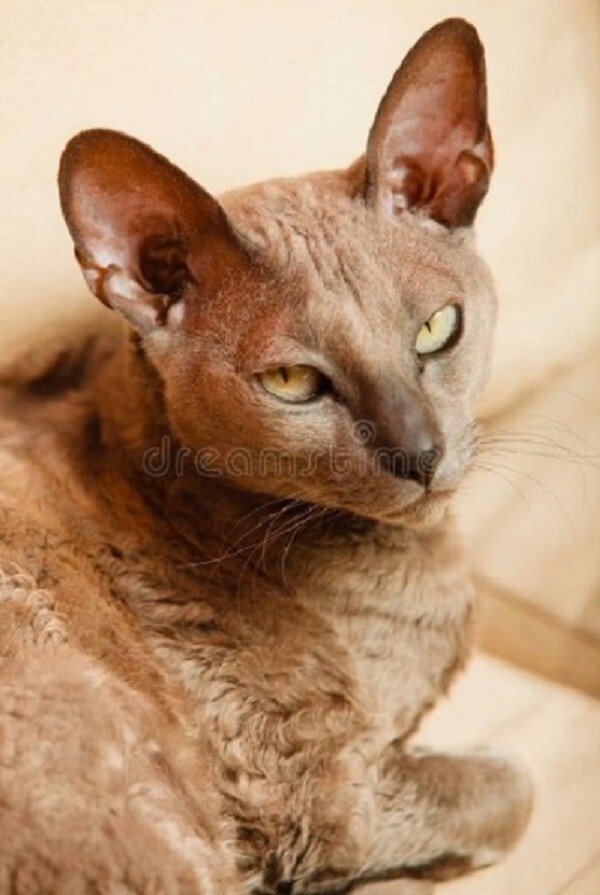 Кошки священные существа
