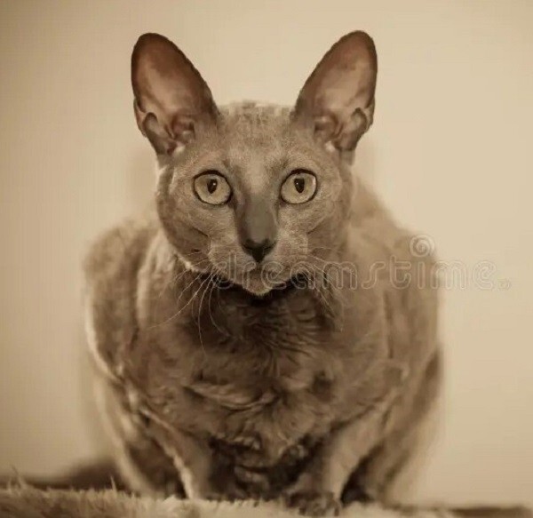 Кошки священные существа