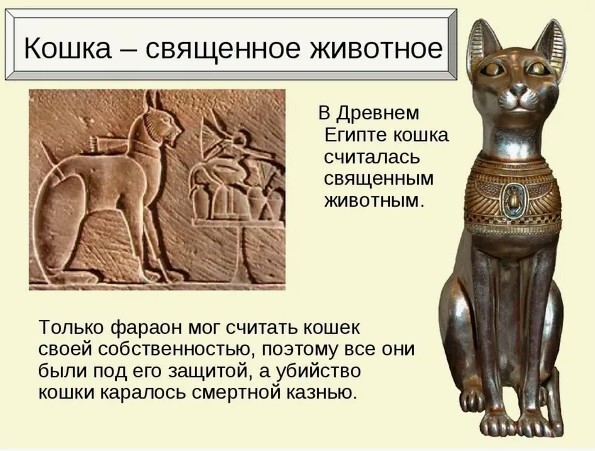 Кошки священные существа