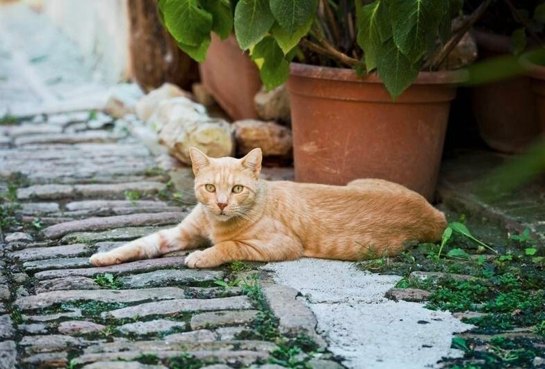 Кошки священные существа