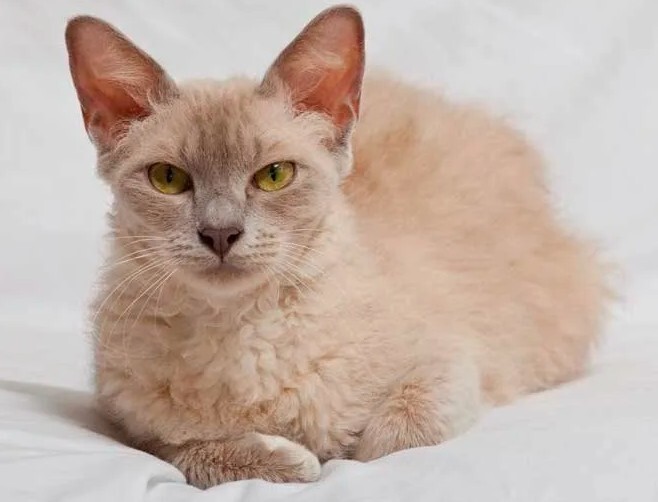 Кошки священные существа