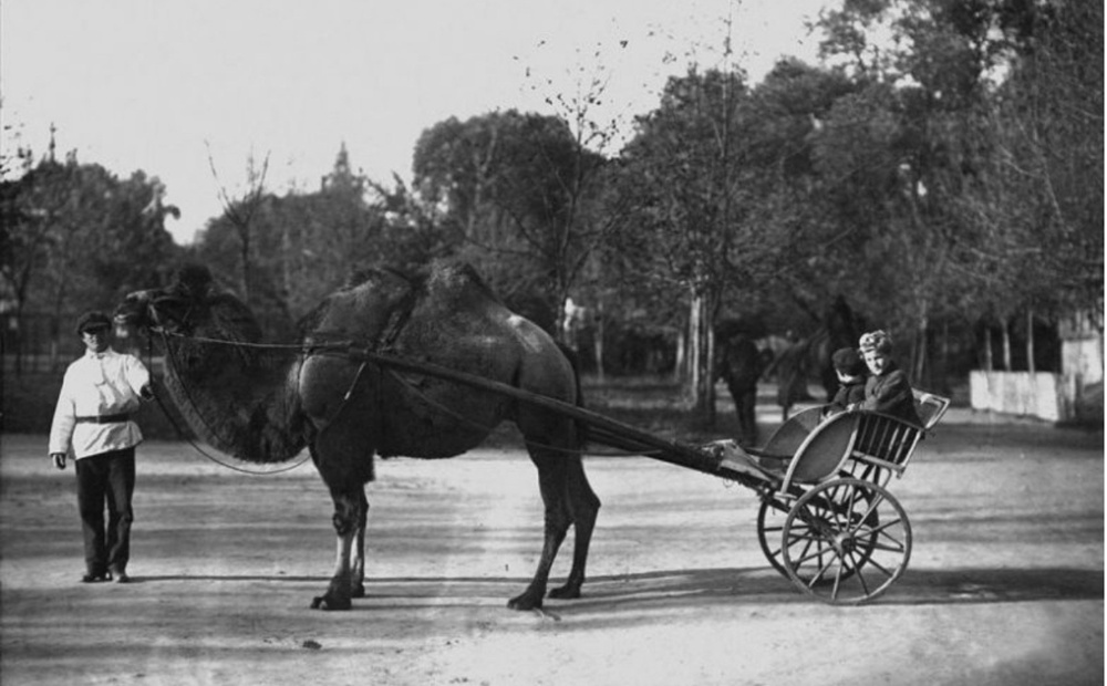 В московском зоопарке в 1924-м году можно было прокатится на тележке с верблюдом