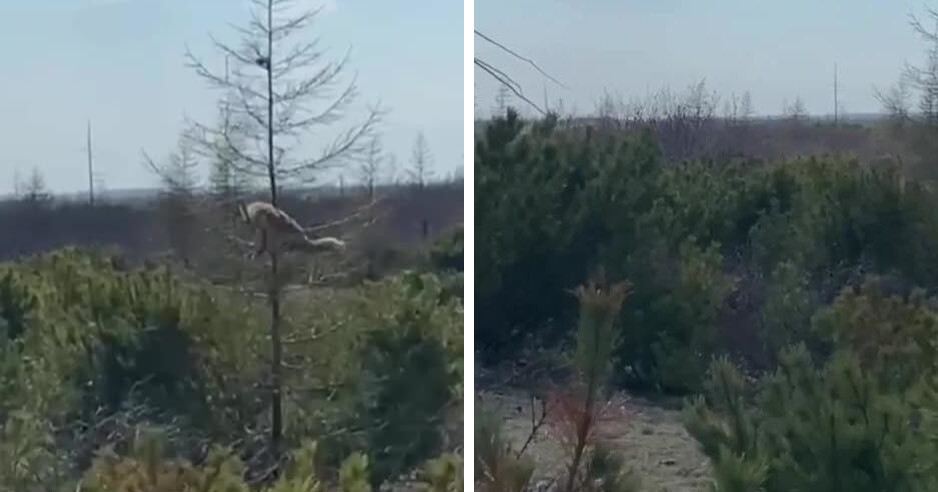 На Сахалине очевидец снял на видео лису, которая вскарабкалась за бурундуком на сухую ёлку