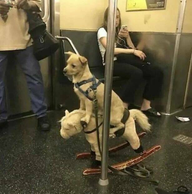 Всё вразнобой 