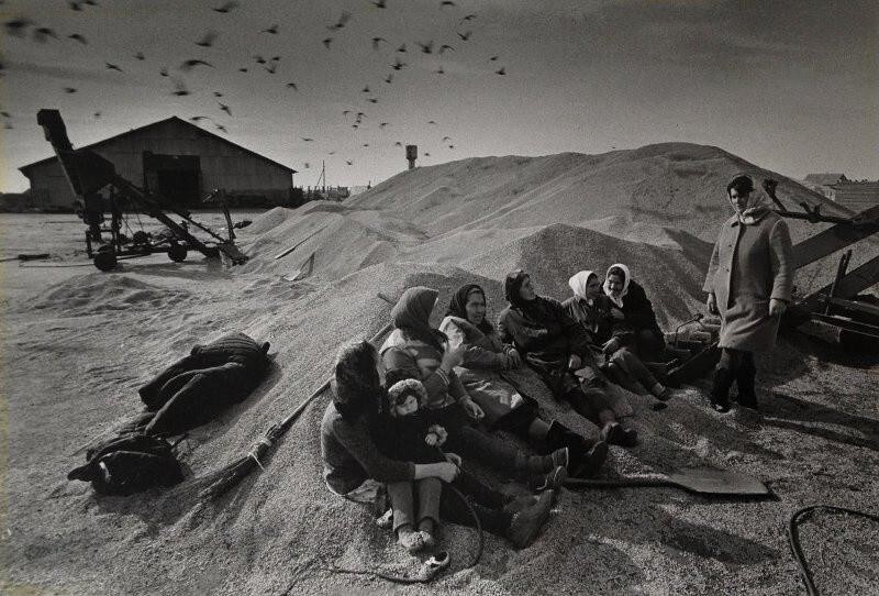Уборка зерна, 1978.