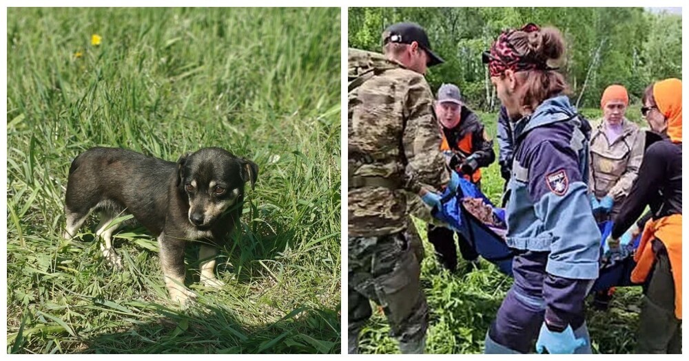 Собаки спасли пенсионера, блуждавшего 6 дней по лесу под Новосибирском