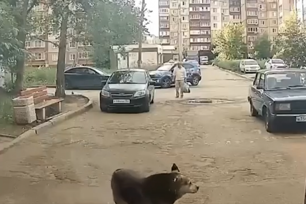 В Нижнем Новгороде неадекватный мужчина стреляет по собакам