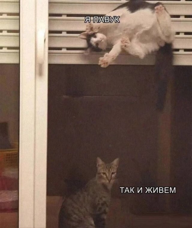 Не ищите здесь смысл. Здесь в основном маразм