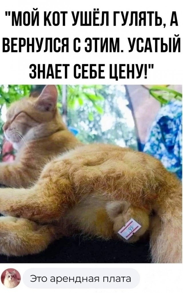 Большая тарелка улыбатора