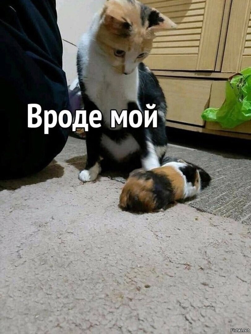 Солянка от 07.06.2025