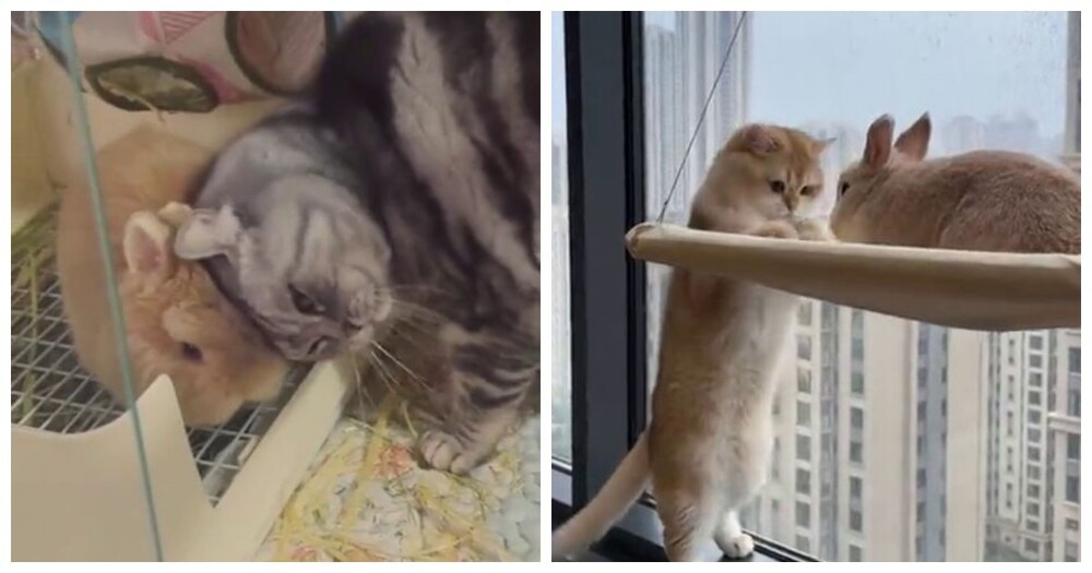 Удивительная дружба:  коты и кролики