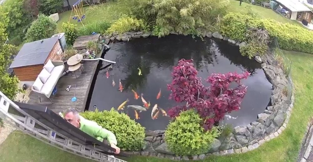 Эпичное падение мужчины в пруд с рыбой