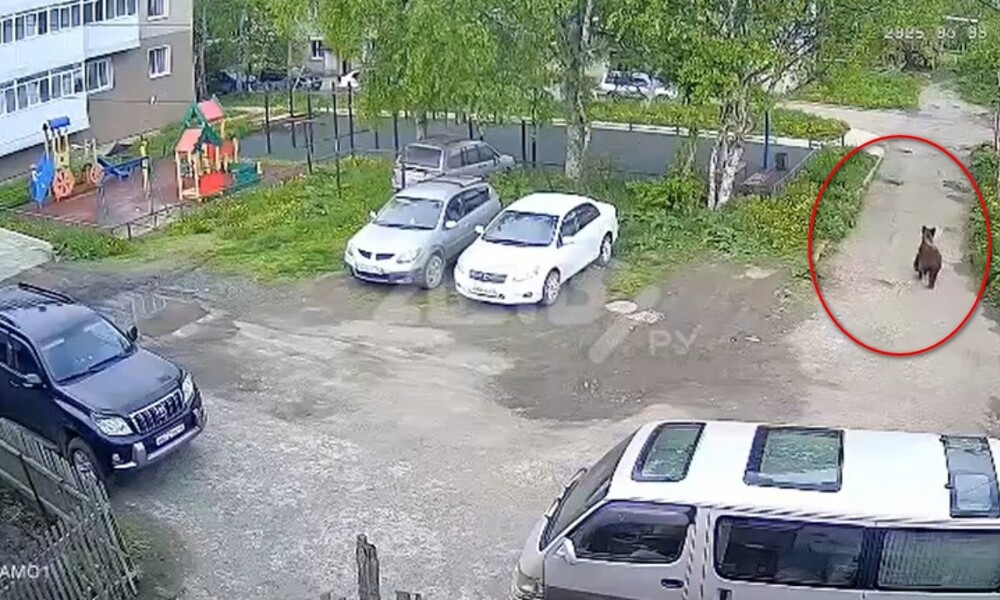 Медведь пробежал около детской площадки на Сахалине
