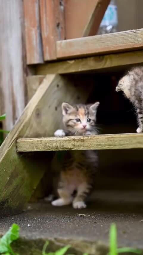 Котята познают мир 
