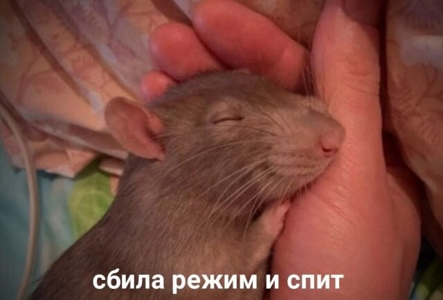 Скрины из соцсетей