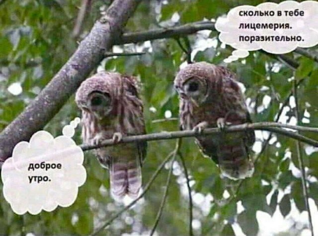 Скрины из соцсетей