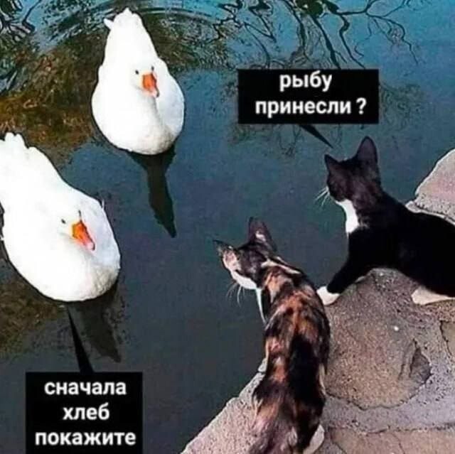 Не ищите здесь смысл. Здесь в основном маразм