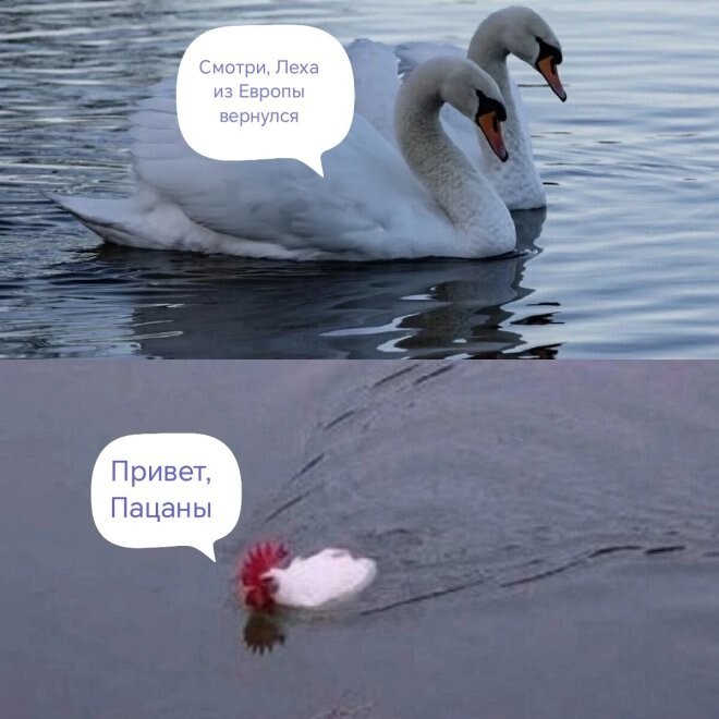 Смешные картинки