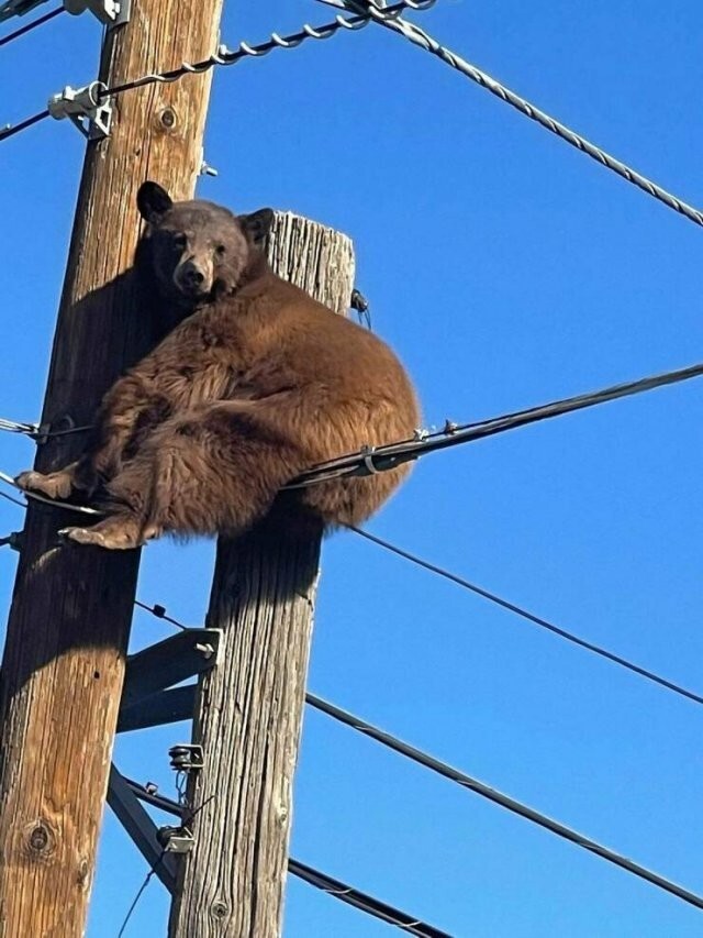 Намешалось
