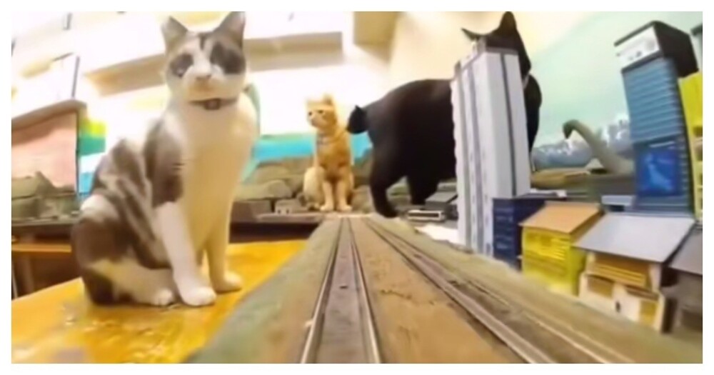 Коты против игрушечного поезда