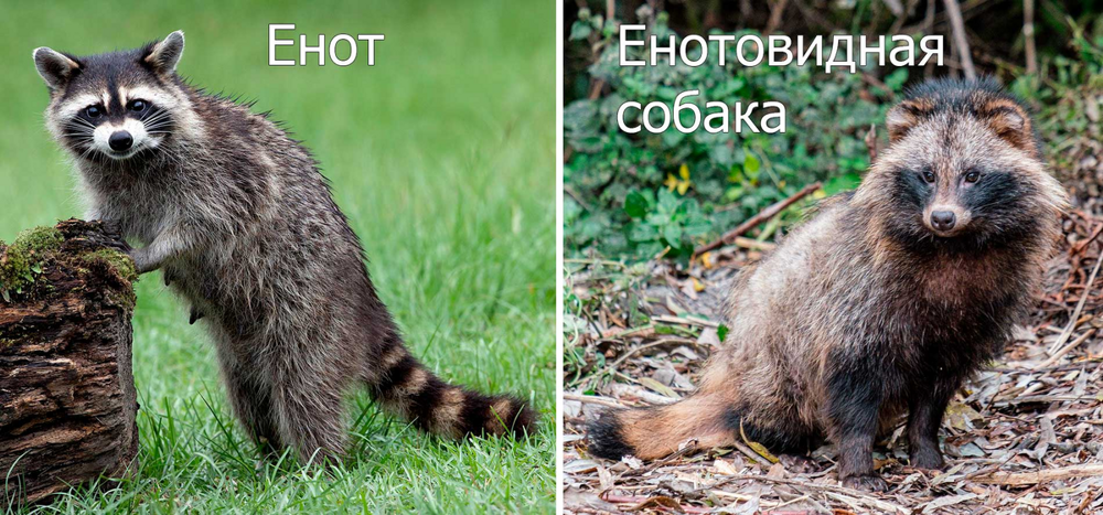 Енотовидная собака: советский эксперимент, который пошёл не по плану