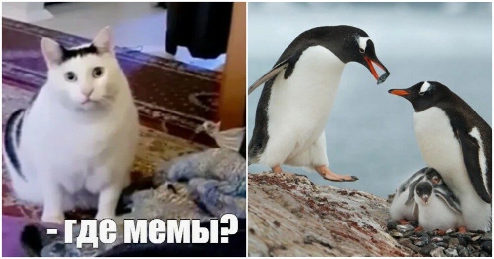 Ученые выяснили, что для человечества мемы с котиками — то же самое, что для пингвинов красивые камушки