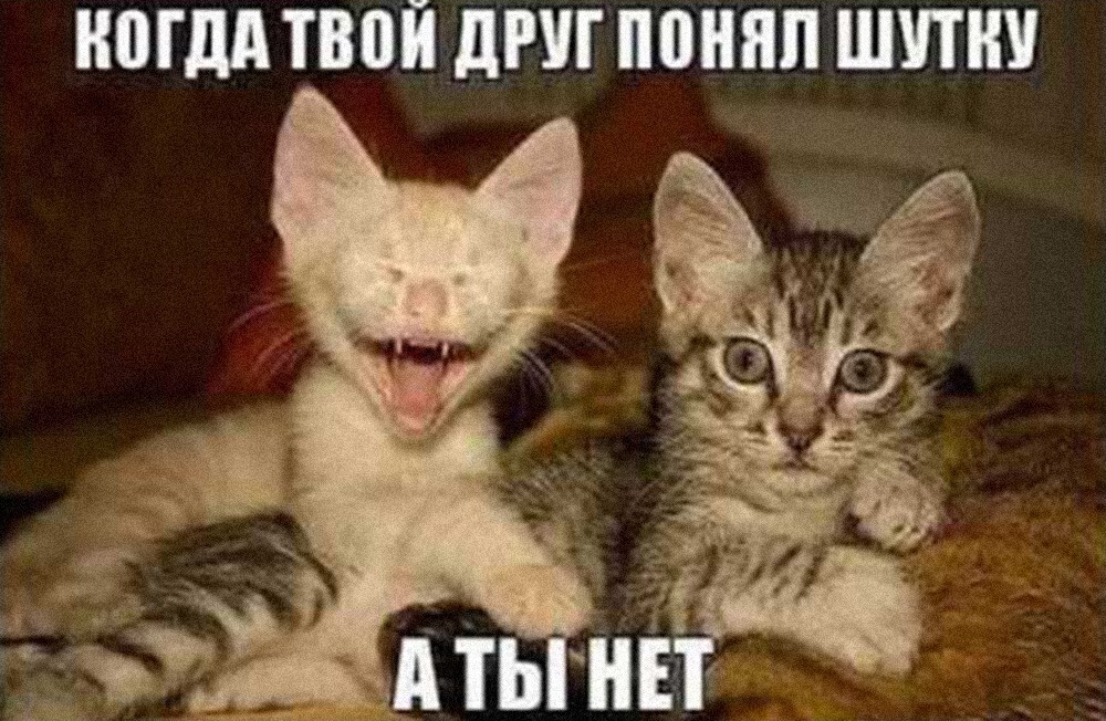 Ученые выяснили, что для человечества мемы с котиками — то же самое, что для пингвинов красивые камушки