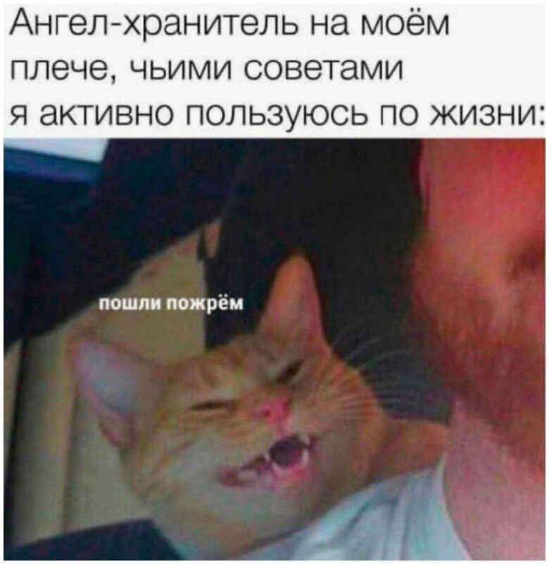 Ученые выяснили, что для человечества мемы с котиками — то же самое, что для пингвинов красивые камушки