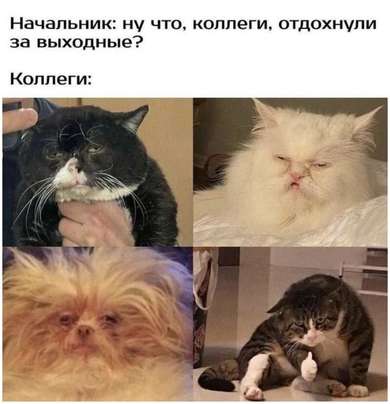 Ученые выяснили, что для человечества мемы с котиками — то же самое, что для пингвинов красивые камушки