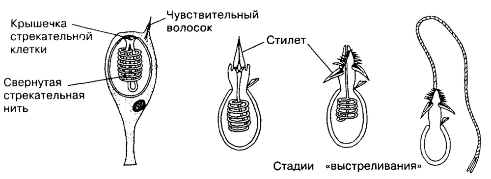 Волосистая цианея: медуза размером с многоэтажку