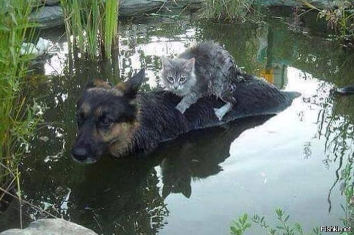 Спасение кота