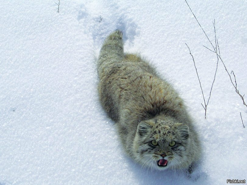 А, что произошло история умалчивает=)))))