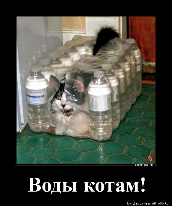 Воды котам!