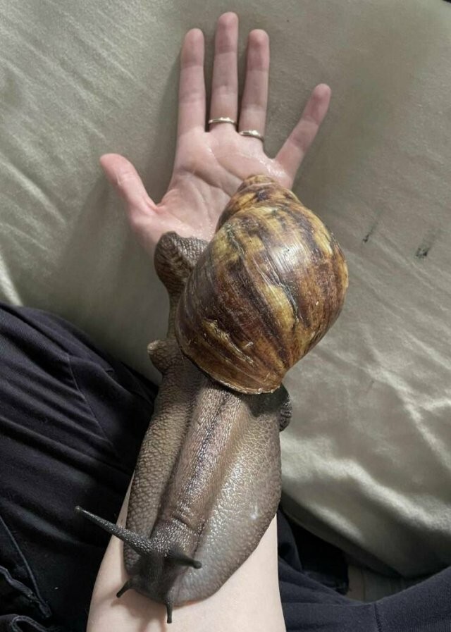 Намешалось