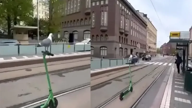 Чайка прокатилась на самокате