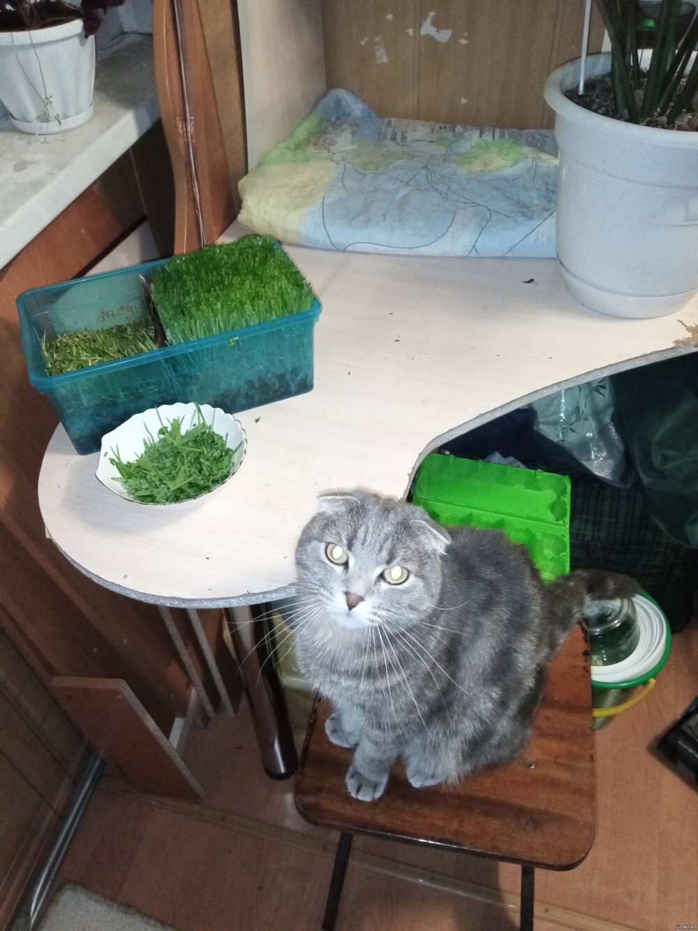 Посадил коту травку