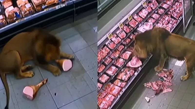 В Южной Африке лев проголодался и заглянул в супермаркет