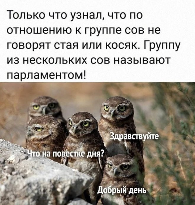 Смешные картинки