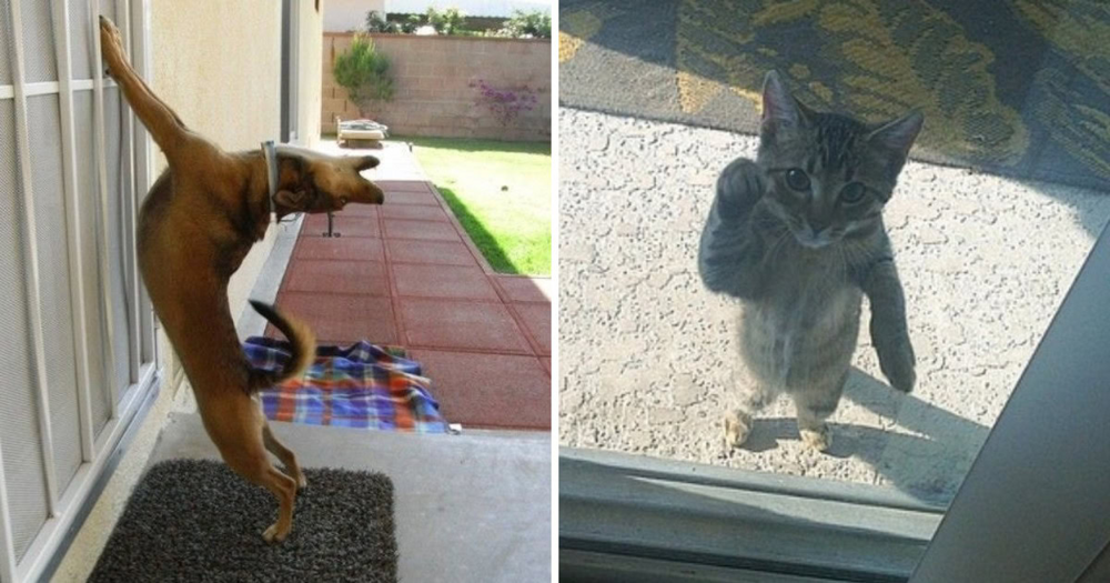 17 фото животных, которым срочно понадобилось попасть внутрь