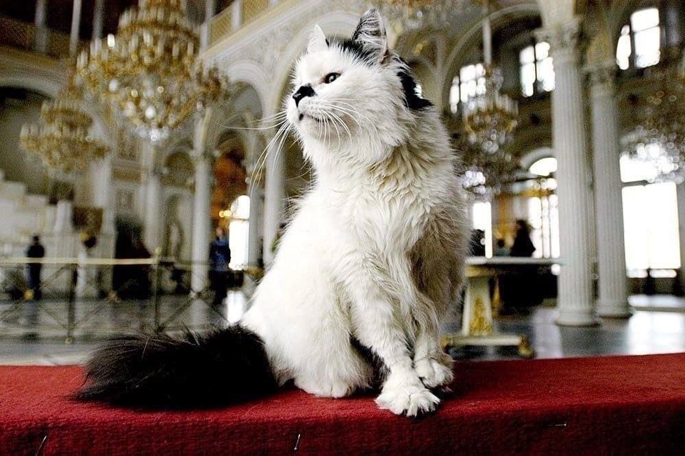 Эрмитажные коты получили неожиданное наследство