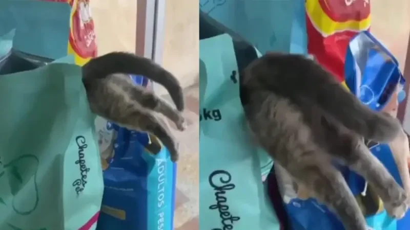 Кот залез в пачку с кормом