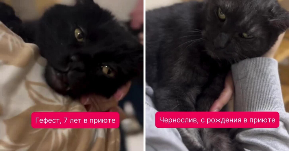 Как приютские коты радуются человеческому теплу
