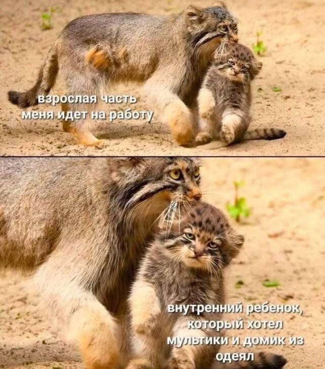 Скрины из соцсетей