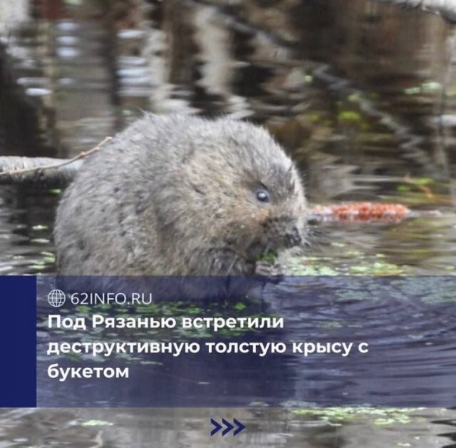 Скрины из соцсетей