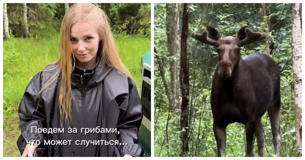 Сходили в лес за грибами⁠⁠